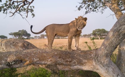 A young male lion named Jacob stands in the branches of a large sycamore fig tree in the Ishasha region of Uganda. (Credit: Alex Braczkowski)